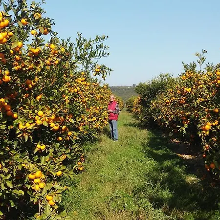 Bed & Breakfast Le Zagare Montalbano Ionico